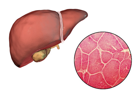 84212334-liver-isolated-on-white-background-and-liver-tissue-under-microscope-3d-illustration-and-micrograph