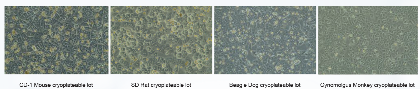 HEPATOCYTES