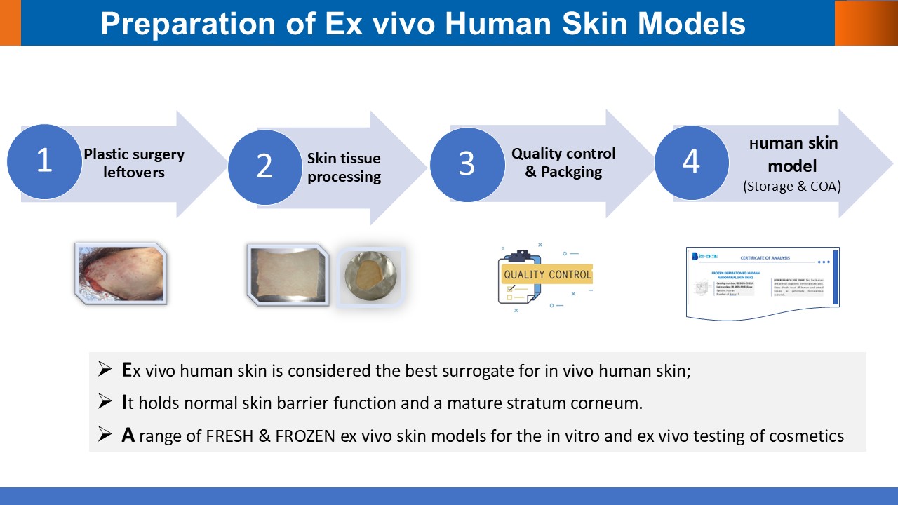IBS-PPT-Ex-vivo-Human-Skin-Models-V2022